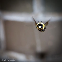 Bee