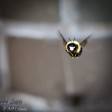 Bee