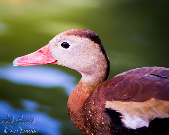 Duck in thought