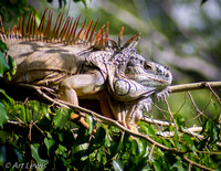 Mexican Iguana
