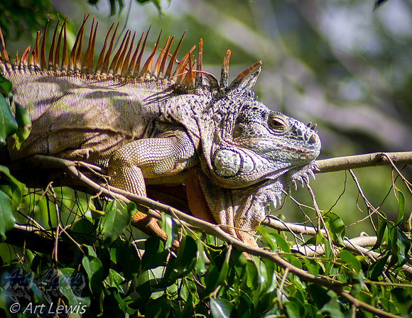 Mexican Iguana