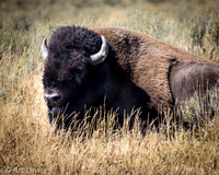 American Buffalo