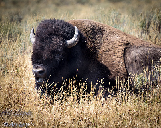 American Buffalo