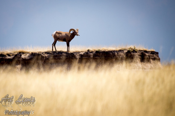Ram