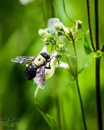 Bee on florwer