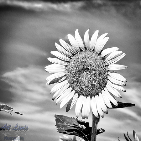 IMGP8834-Edit