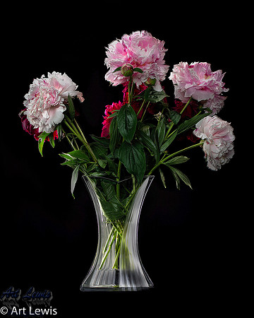 Peonies3