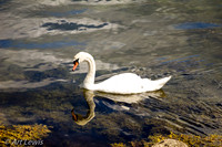 IMGP9278