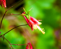 IMGP8220a
