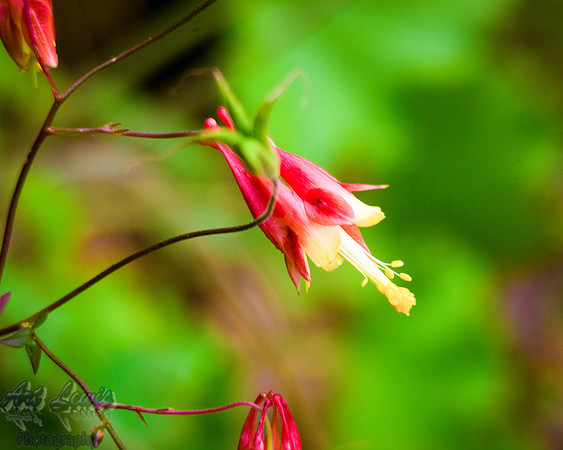 IMGP8220a